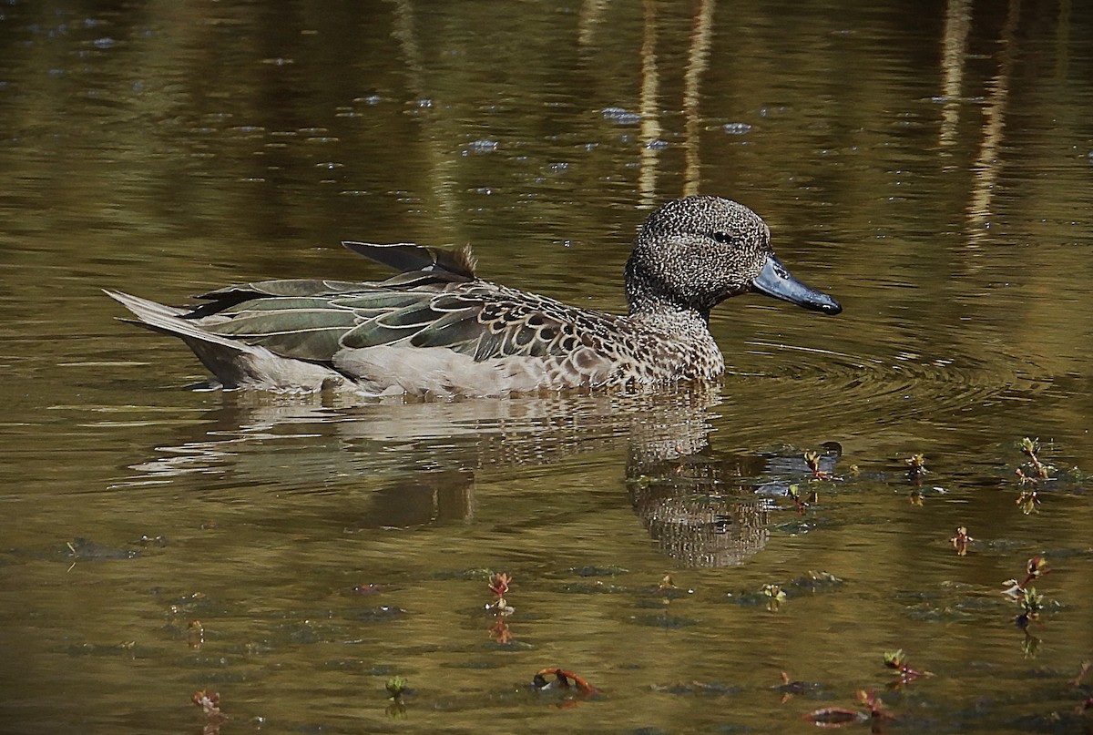 andeskrikkand - ML646613021