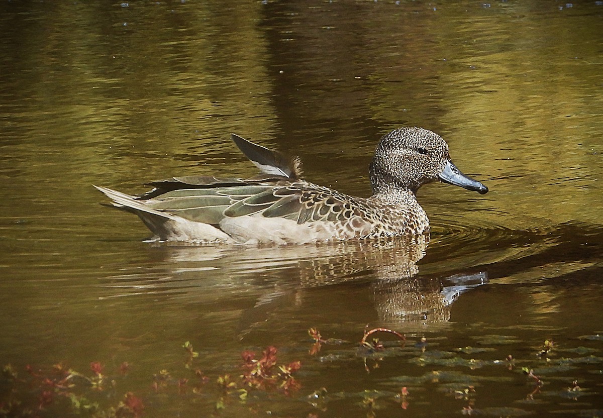 andeskrikkand - ML646613022