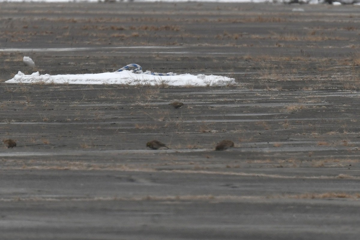 præriespurv - ML646613023