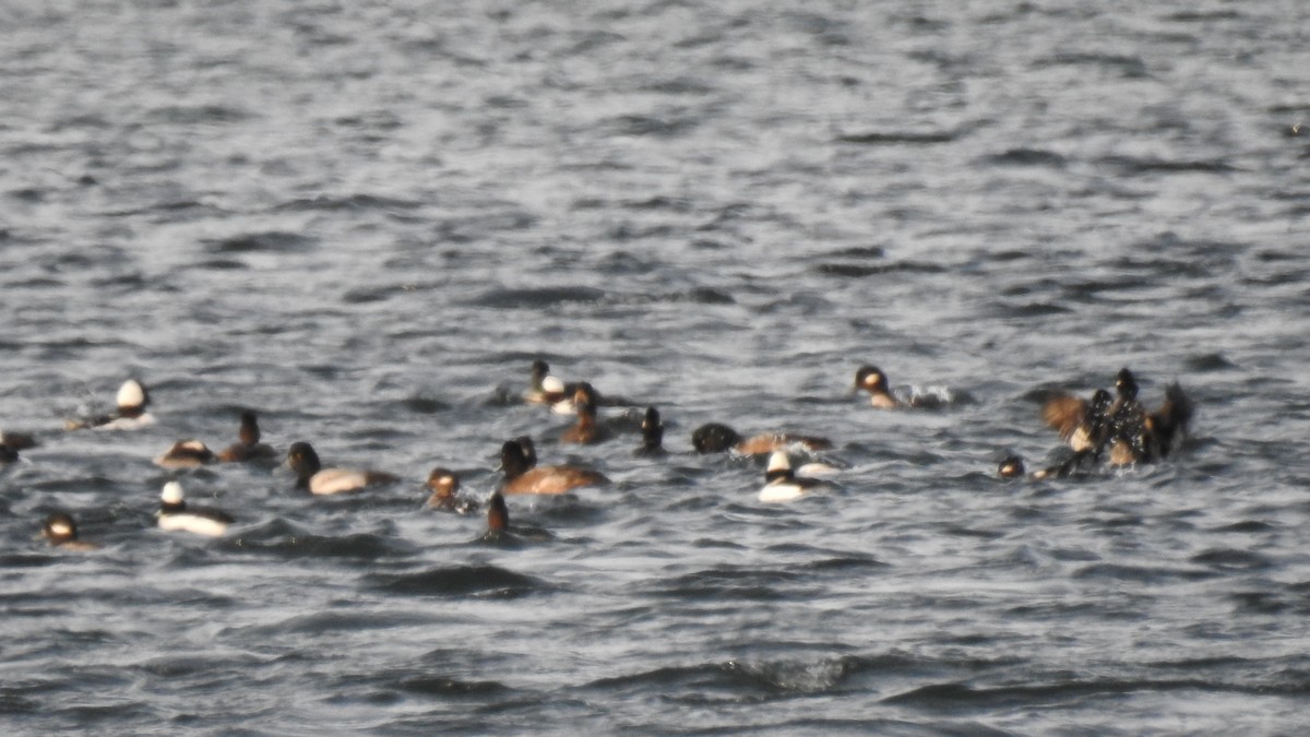 bøffeland - ML646613024