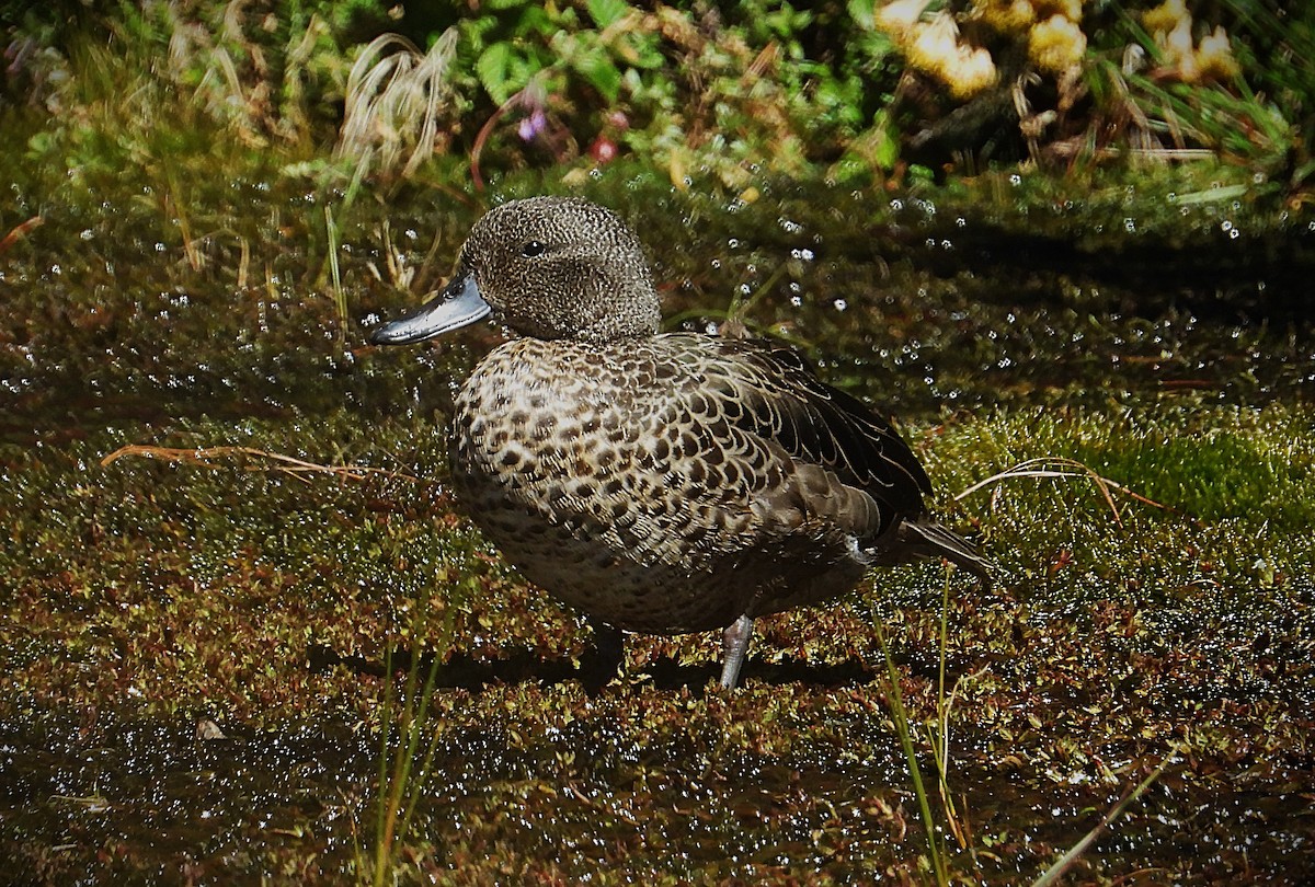 andeskrikkand - ML646613025