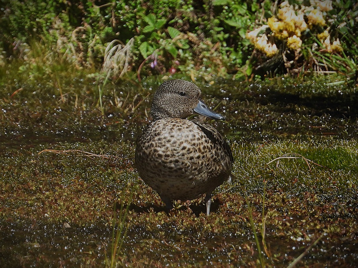 andeskrikkand - ML646613026