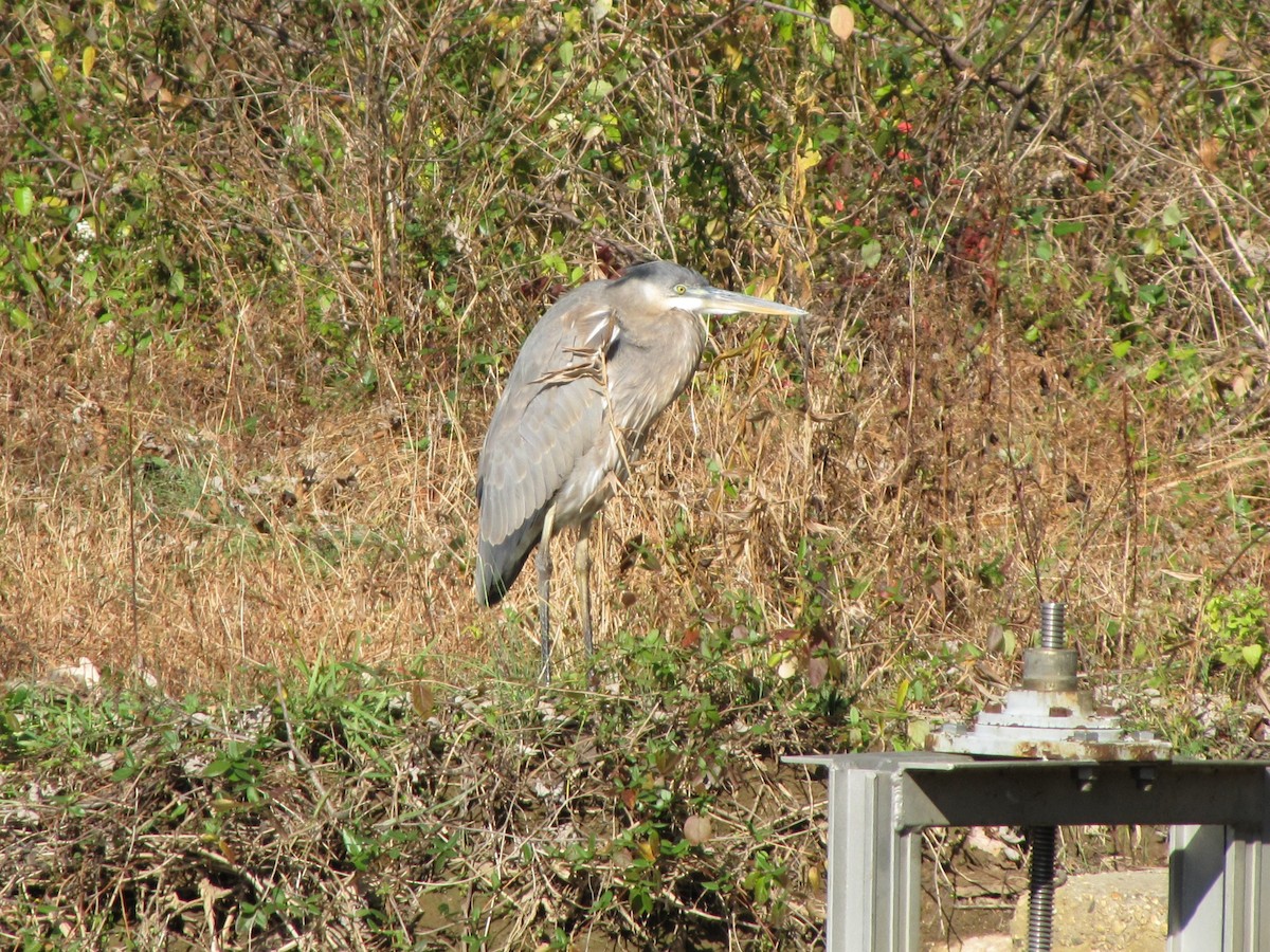 אנפה אמריקנית - ML646613027