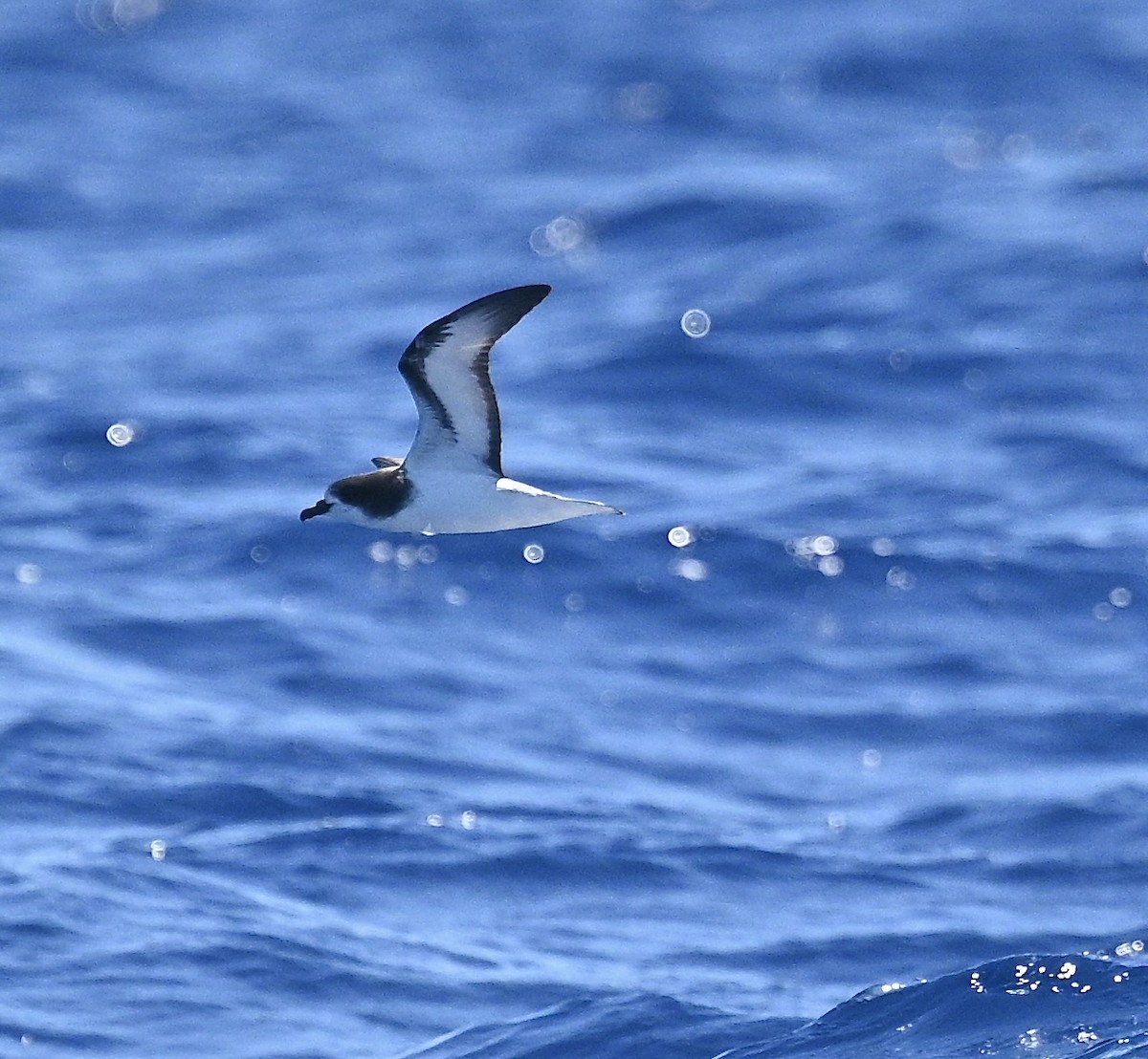 sotkragepetrell - ML646613028