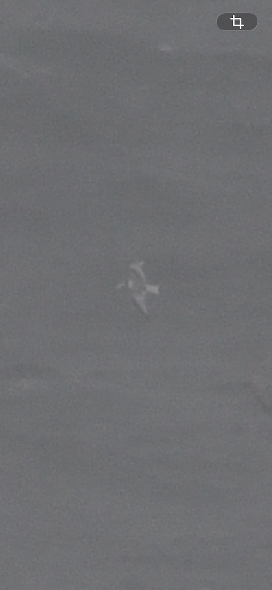 krykkje - ML646613030