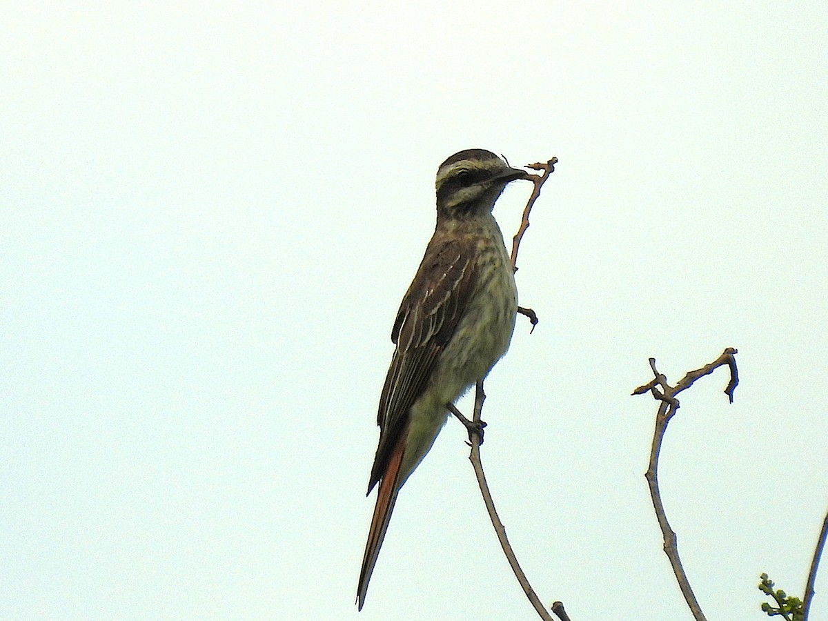 Variegated Flycatcher - ML646613031