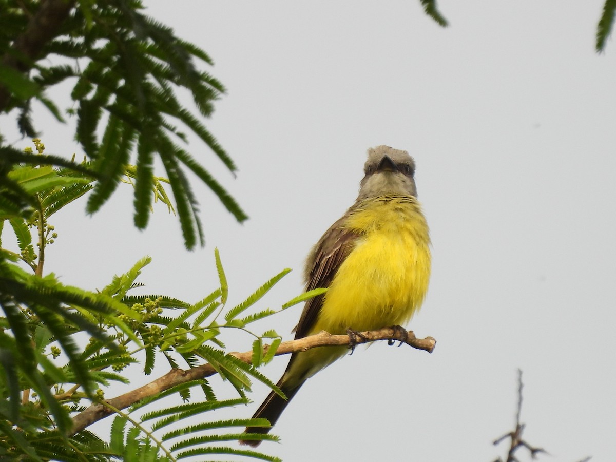 Tropical Kingbird - ML646613032