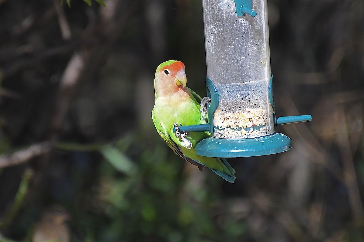 ferskenamorpapitt - ML646613043