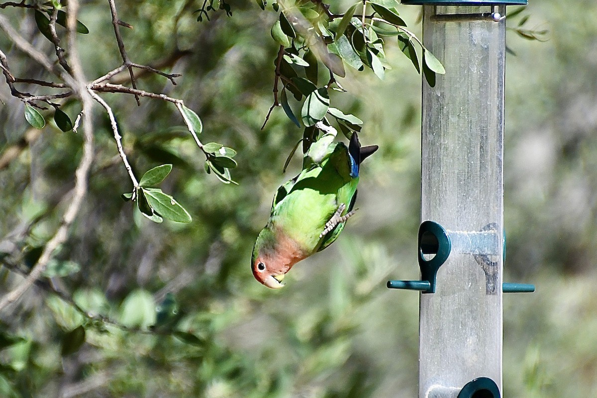 ferskenamorpapitt - ML646613044