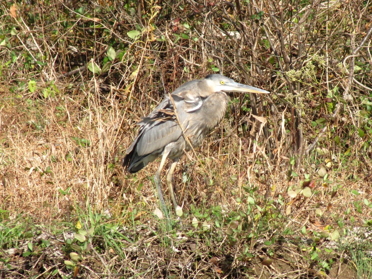 אנפה אמריקנית - ML646613048