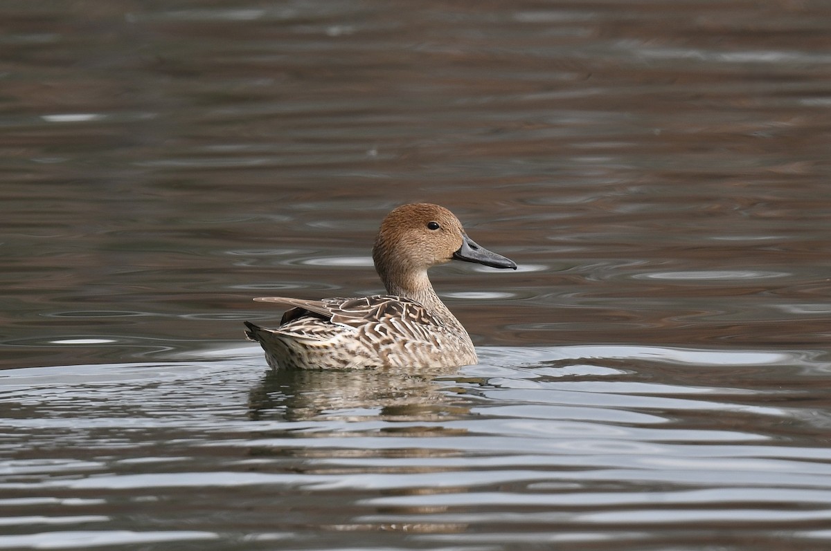 Northern Pintail - ML646613049