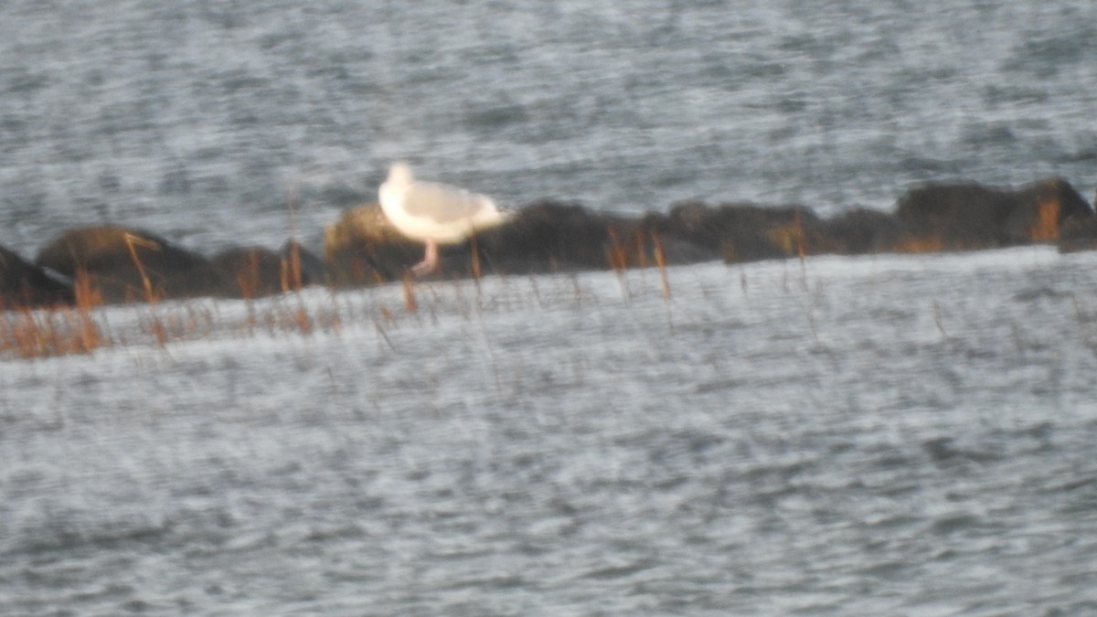 Ring-billed Gull - ML646613051