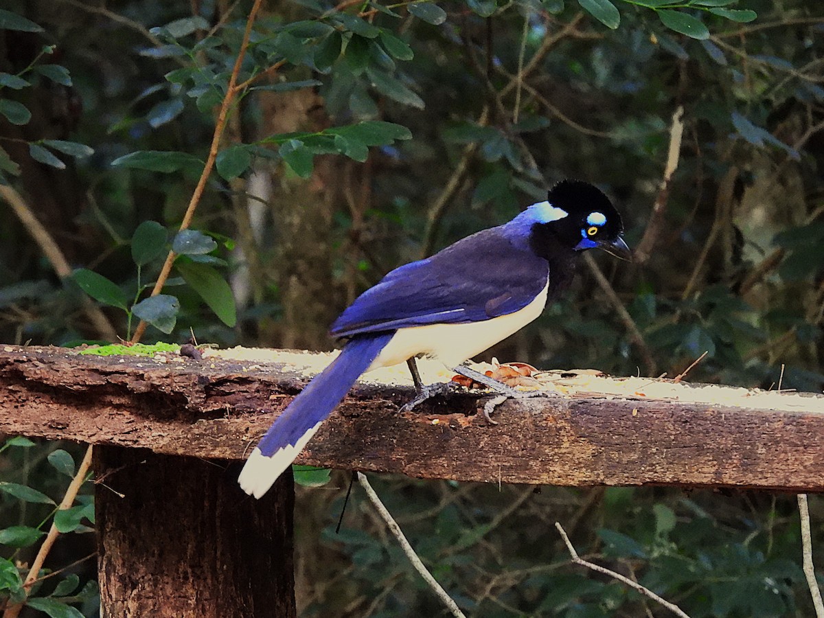Plush-crested Jay - ML646613055