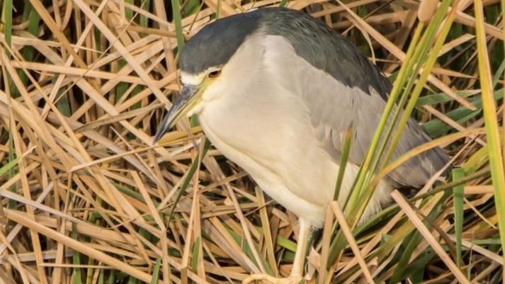 אנפת לילה - ML646613056