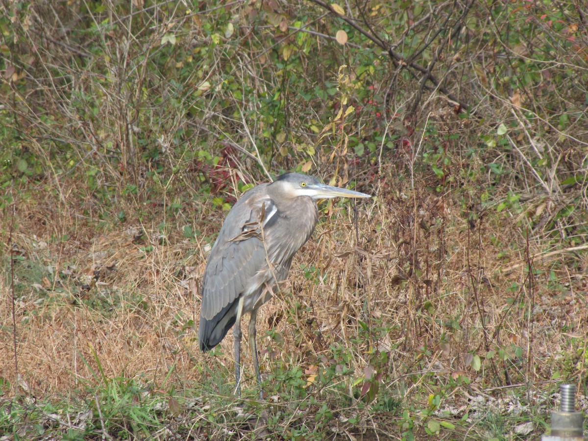 אנפה אמריקנית - ML646613057