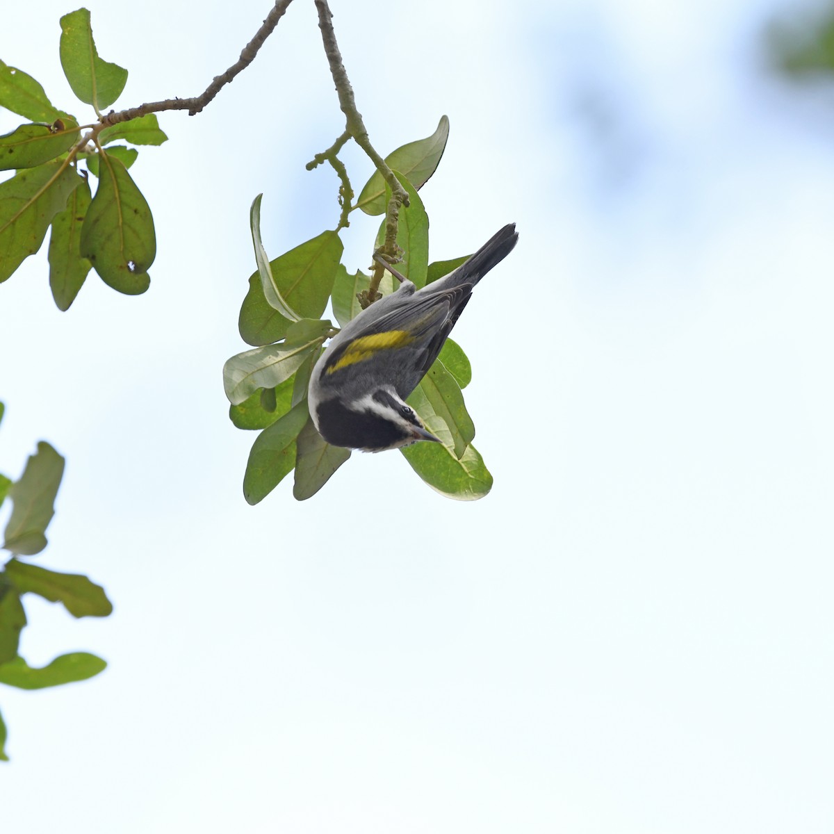 キンバネアメリカムシクイ - ML646613058