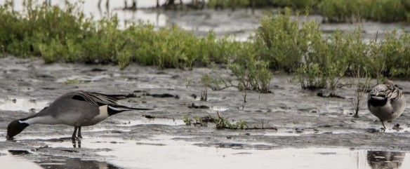 ברווז חד-זנב - ML646613061
