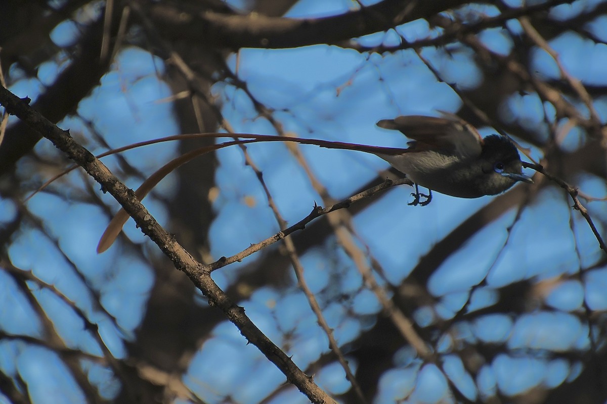 lejskovec africký - ML646613064