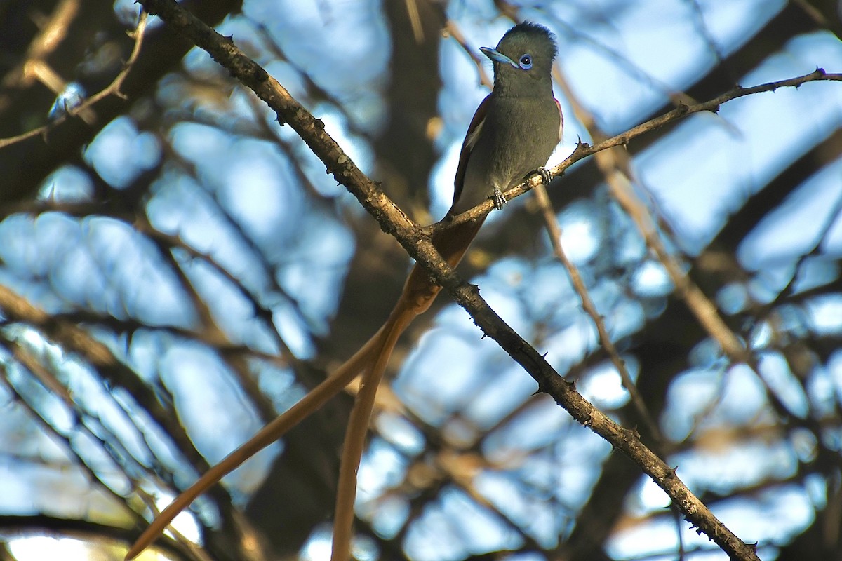 lejskovec africký - ML646613065