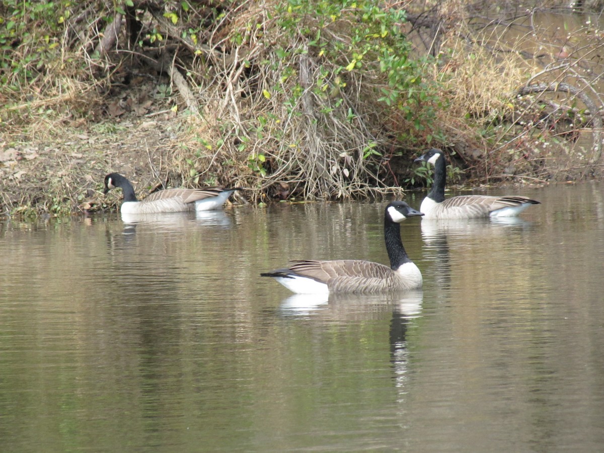 ברנטה קנדית - ML646613066
