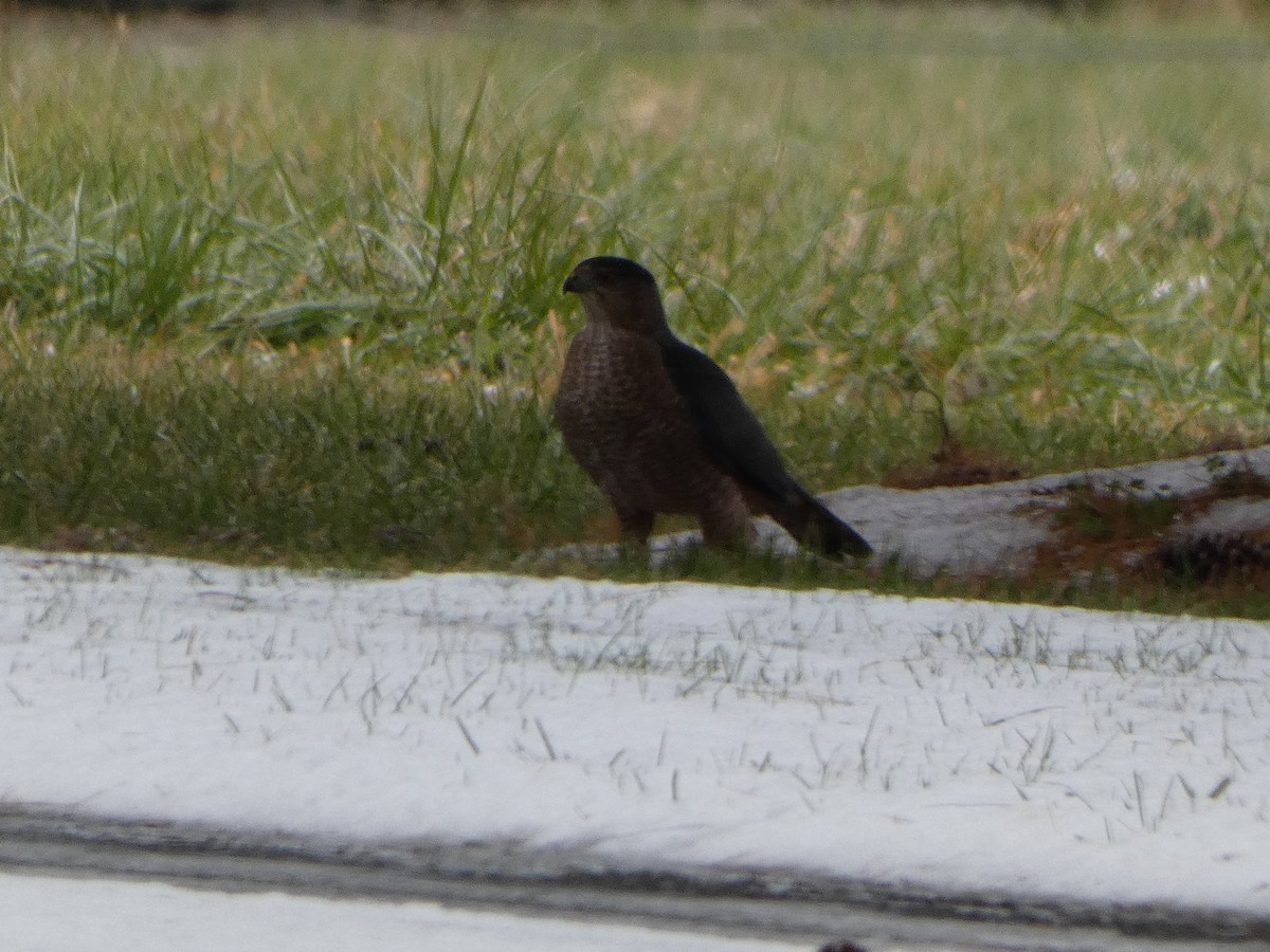 Cooper's Hawk - ML646613071