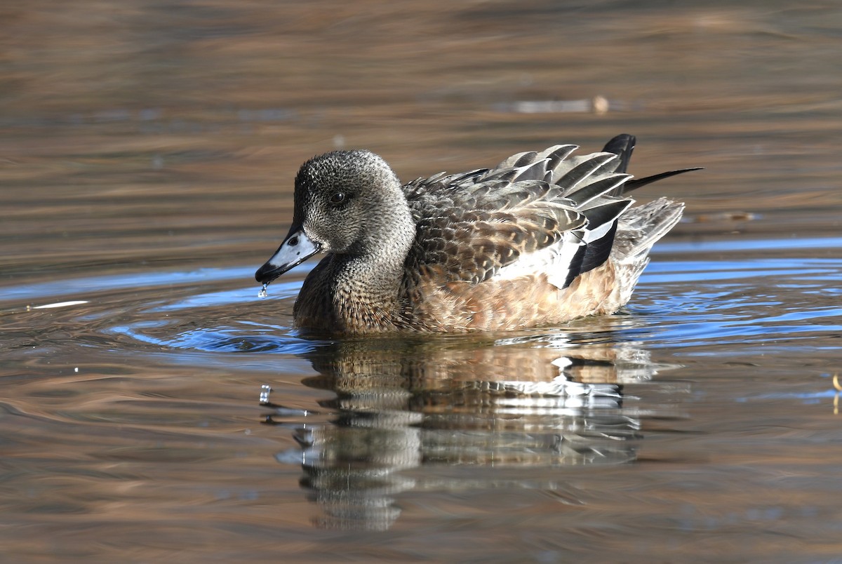 American Wigeon - ML646613072