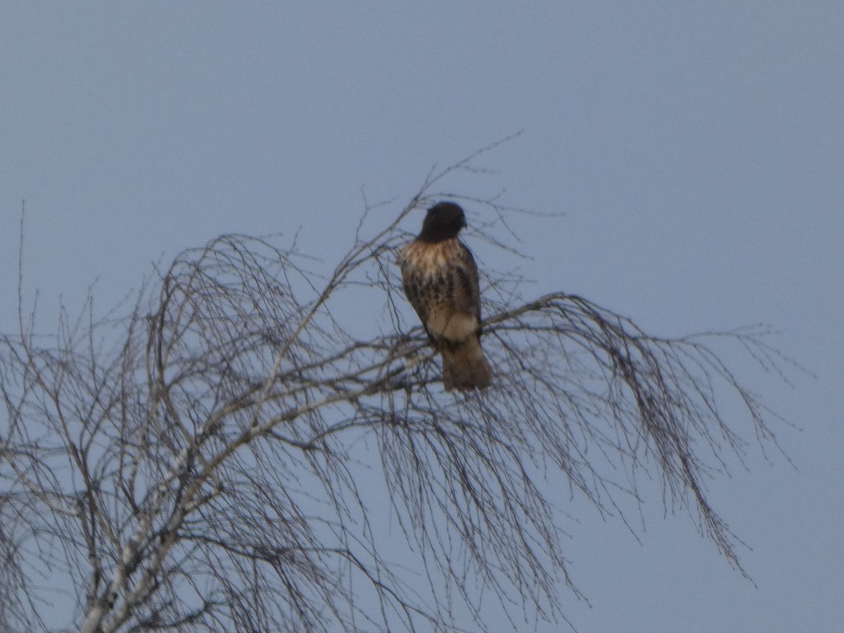 Red-tailed Hawk - ML646613074