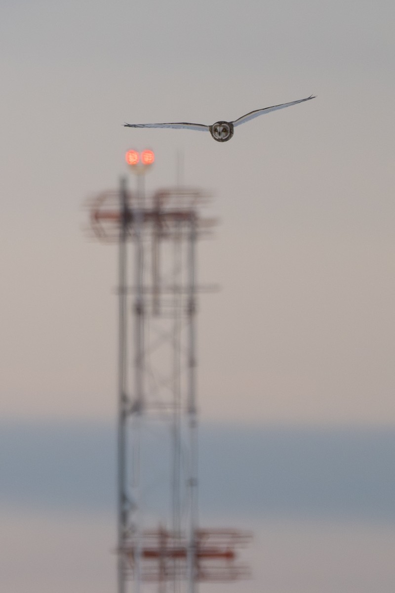 Zingira-hontza - ML646613077