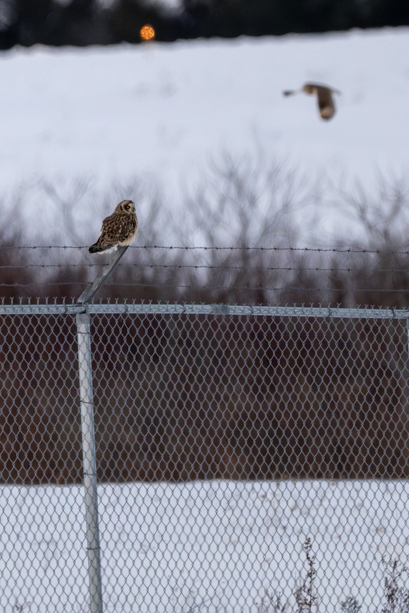 Zingira-hontza - ML646613078