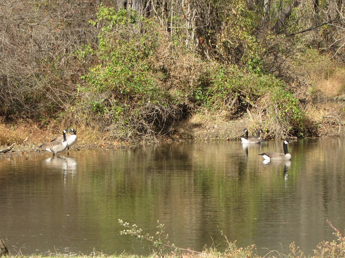ברנטה קנדית - ML646613080