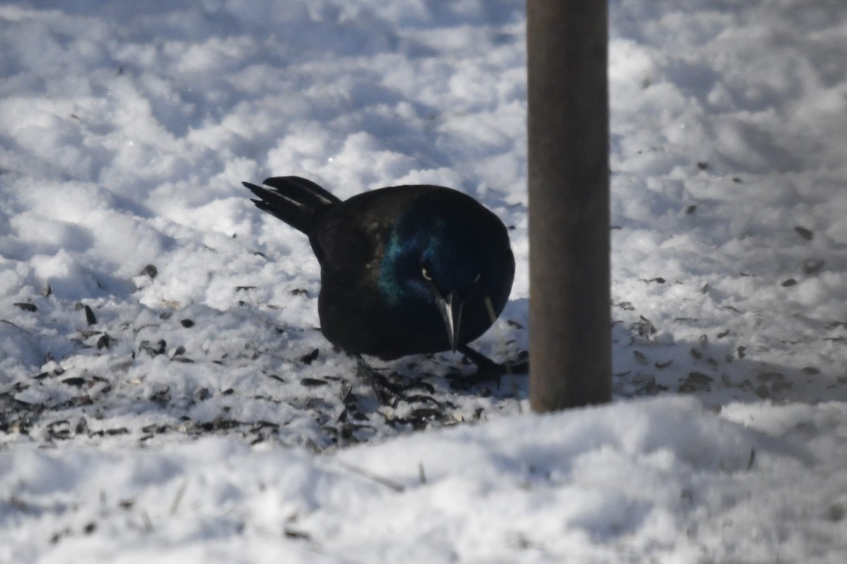 オオクロムクドリモドキ（versicolor） - ML646613081