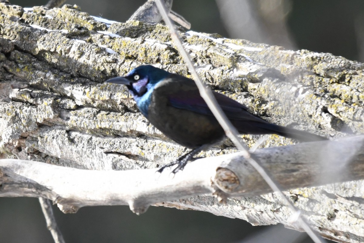 オオクロムクドリモドキ（versicolor） - ML646613082