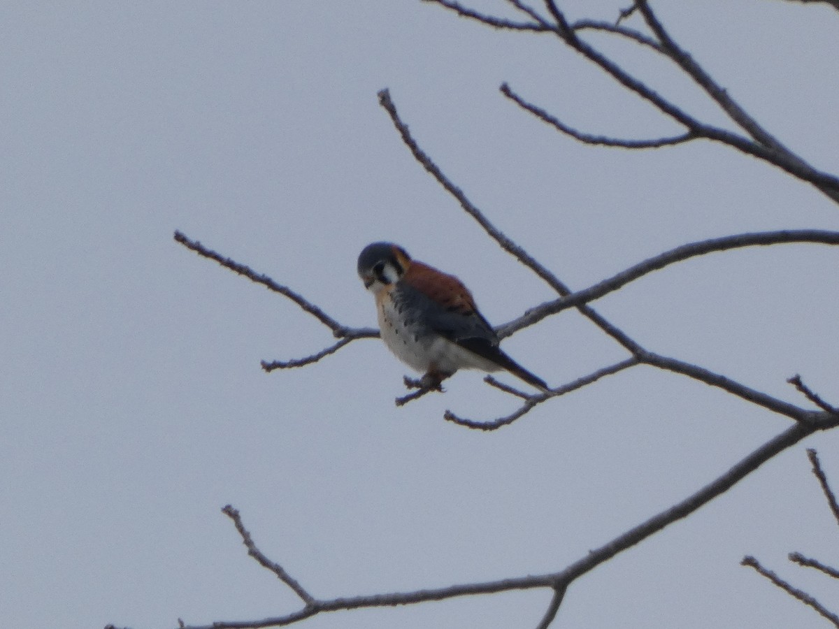 American Kestrel - ML646613084