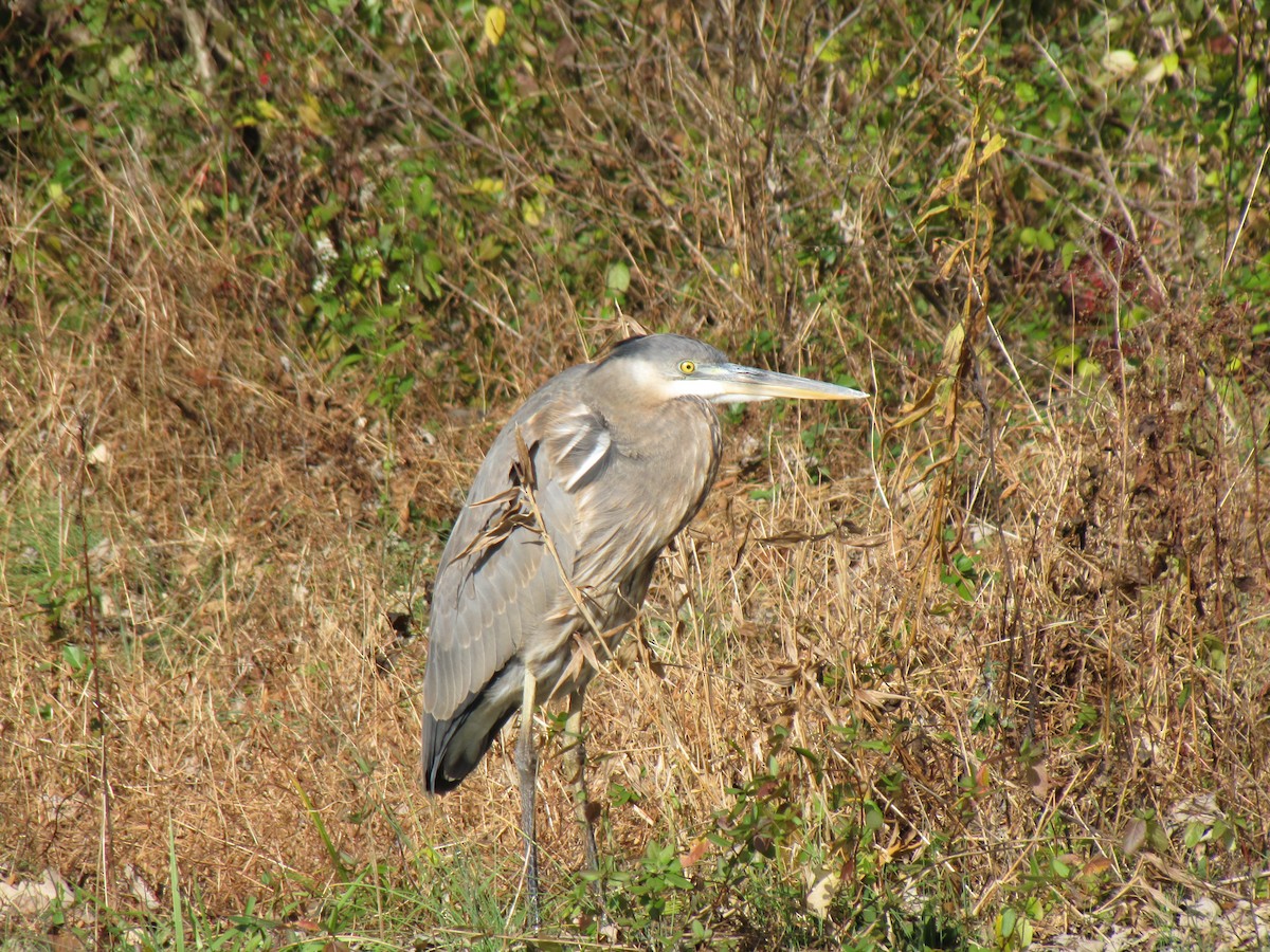 אנפה אמריקנית - ML646613088