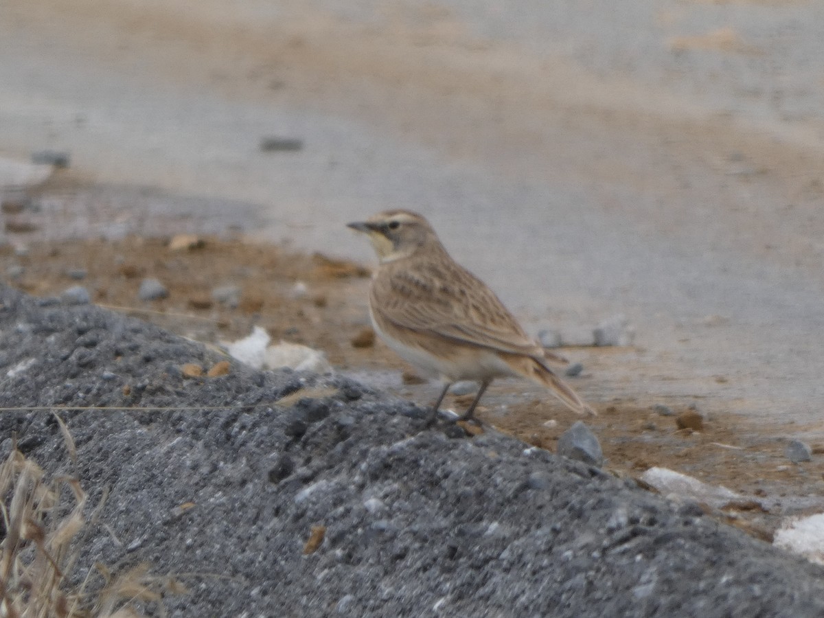 Horned Lark - ML646613089