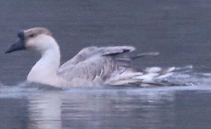 husa labutí (domestikovaná) - ML646613091