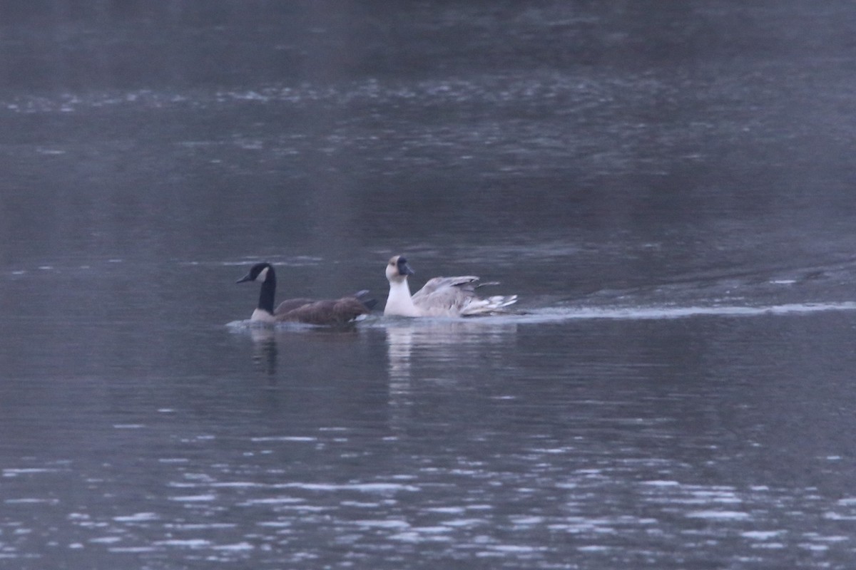 husa labutí (domestikovaná) - ML646613094