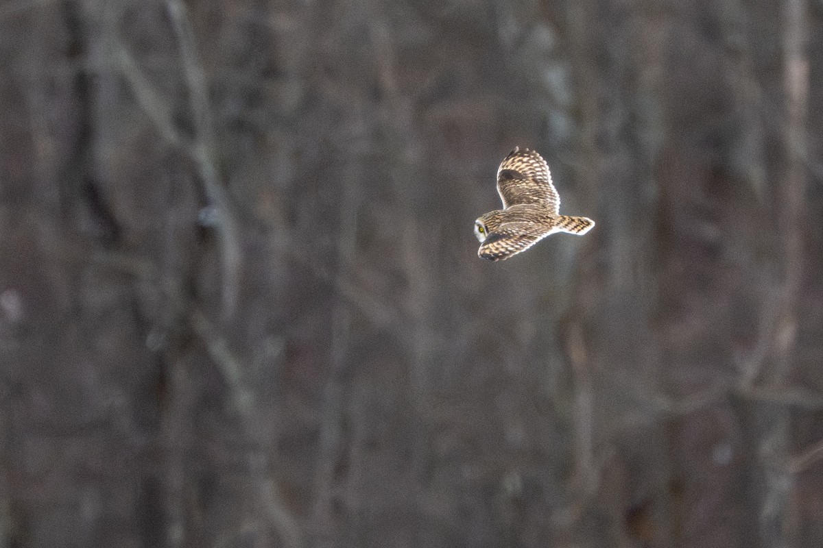 Zingira-hontza - ML646613096