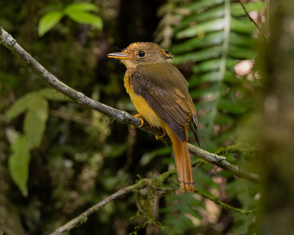 Atlantic Royal Flycatcher - ML646613097