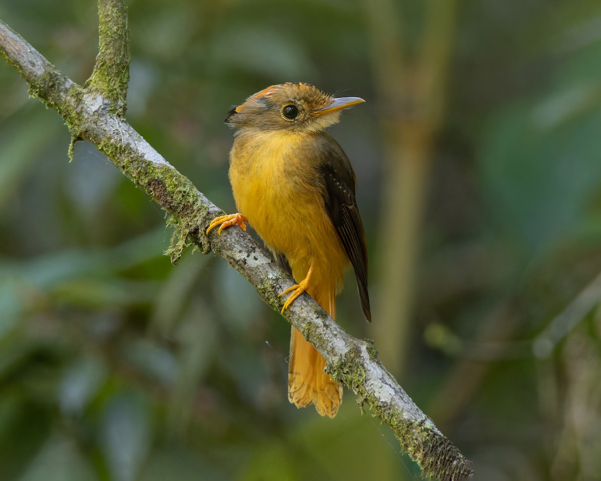 Atlantic Royal Flycatcher - ML646613098