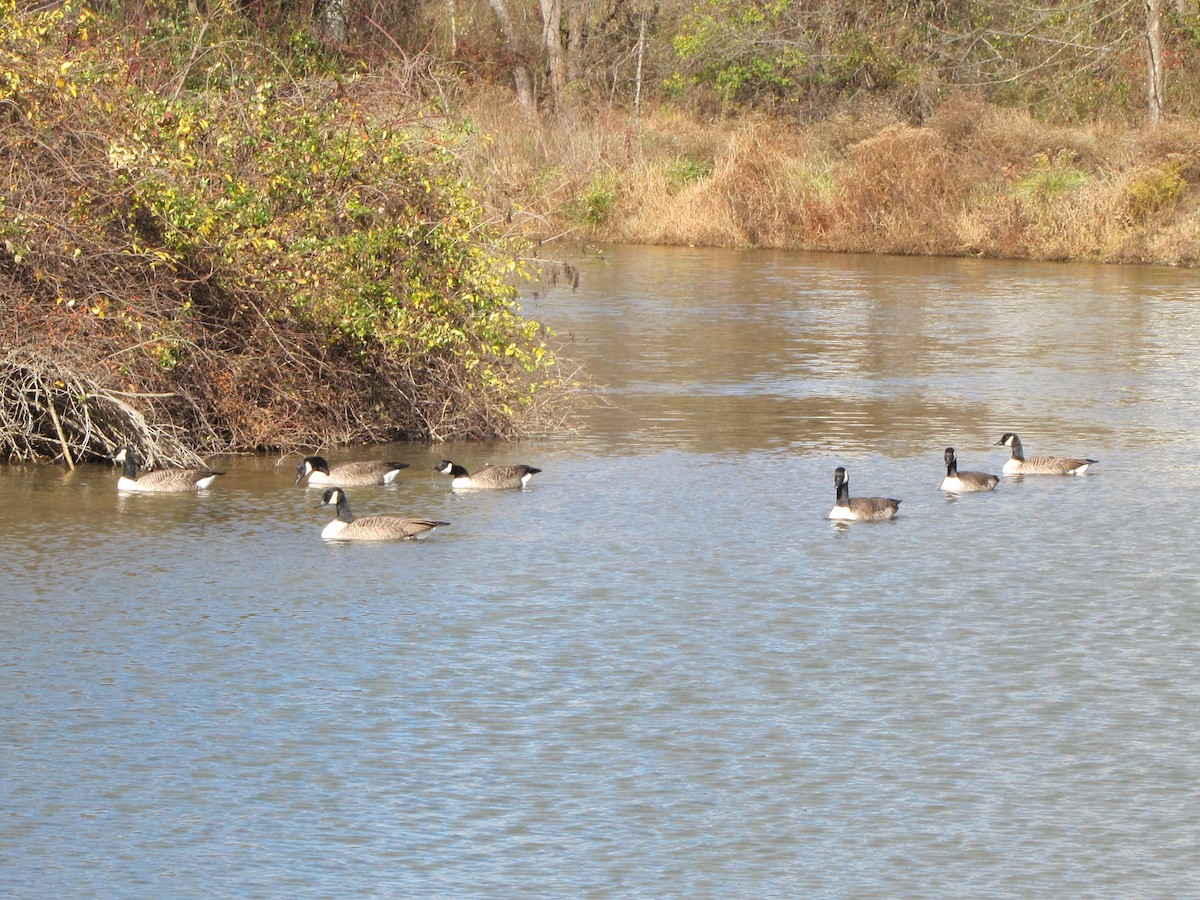 ברנטה קנדית - ML646613100