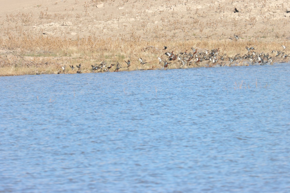 Sarcelle à ailes bleues - ML646613101