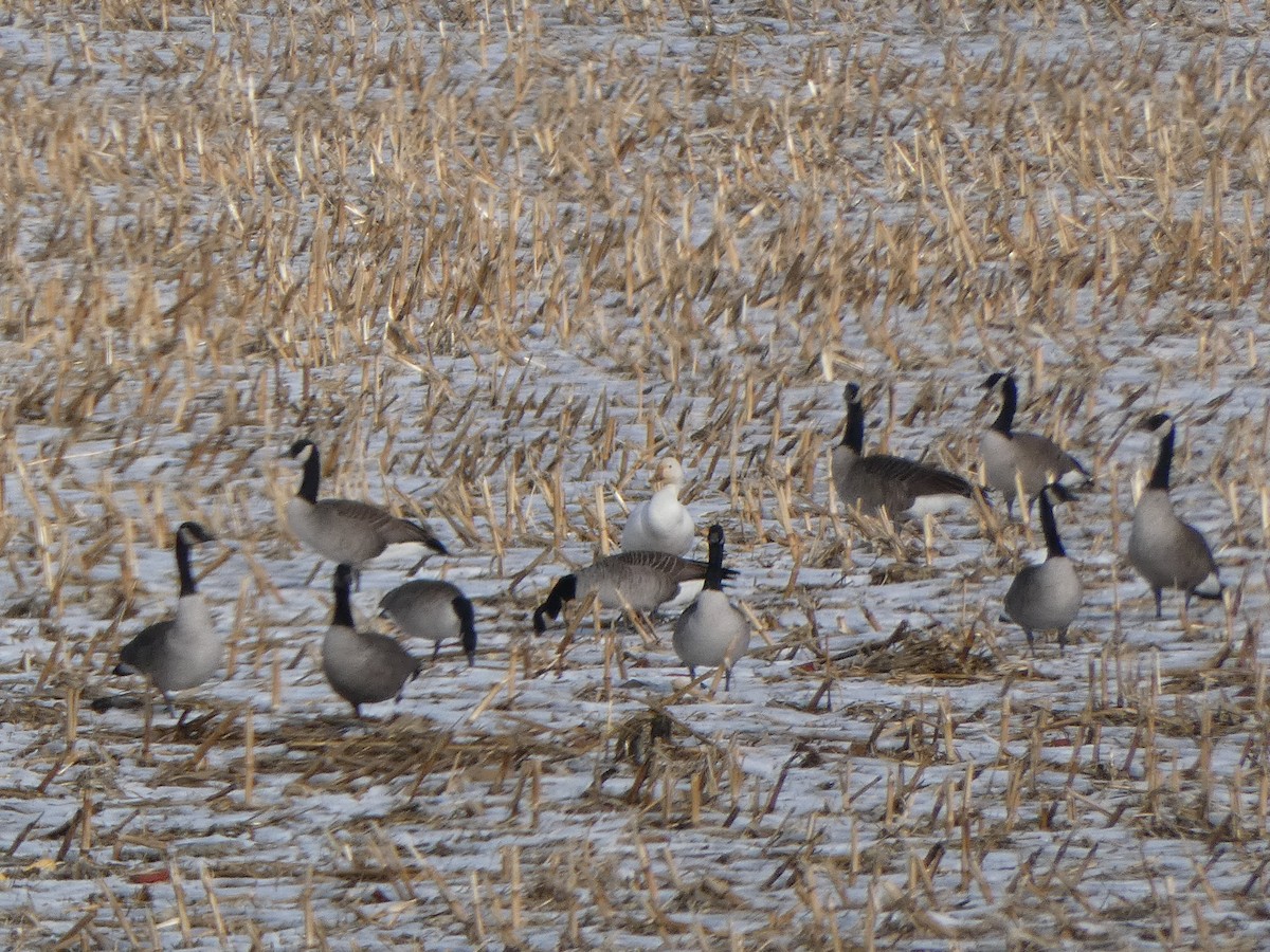 Snow Goose - ML646613105