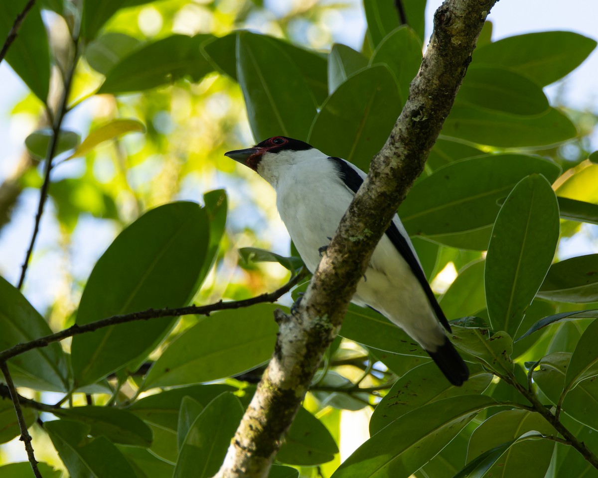 Black-tailed Tityra - ML646613106