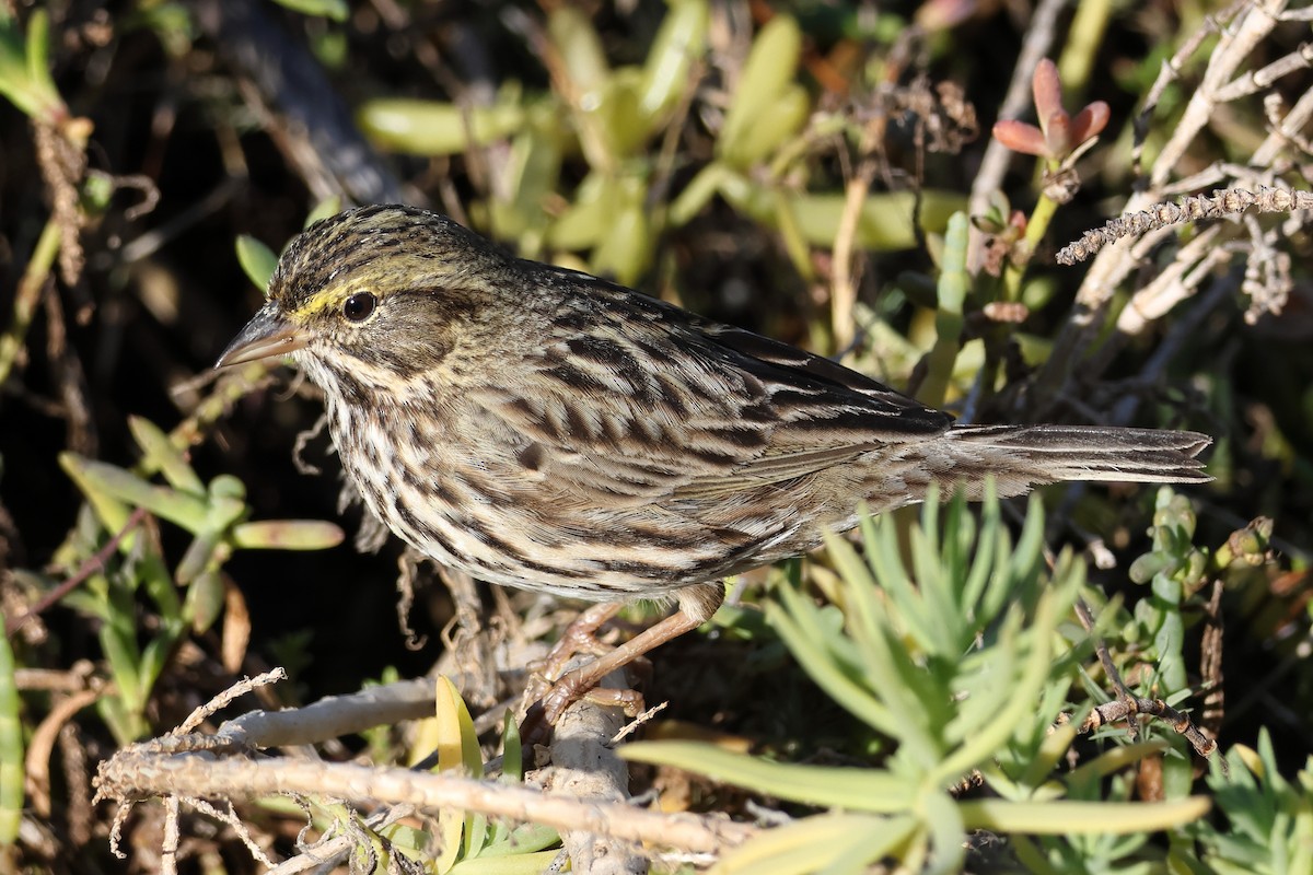 サバンナシトド - ML646613109