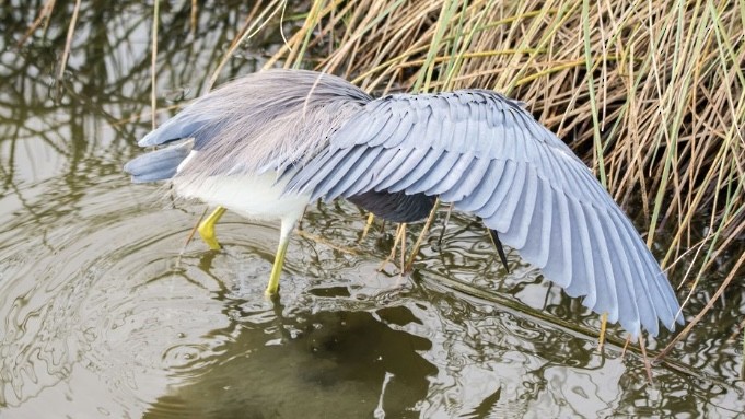Tricolored Heron - ML646613111