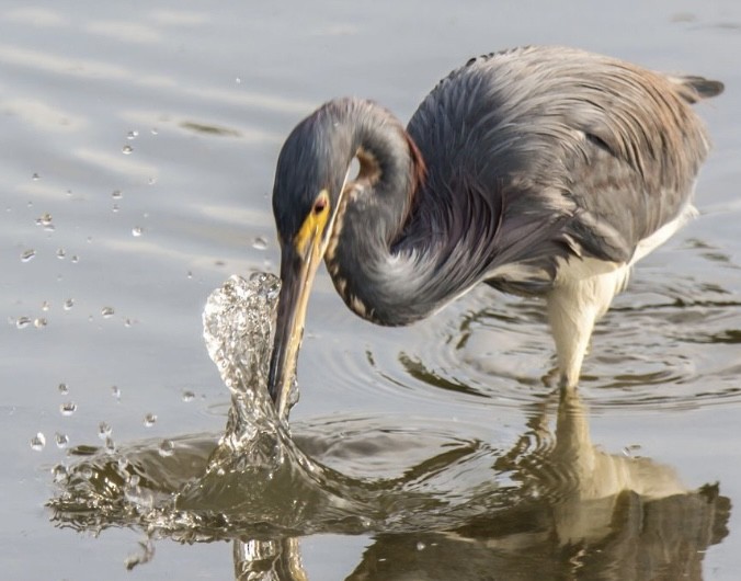 Tricolored Heron - ML646613112