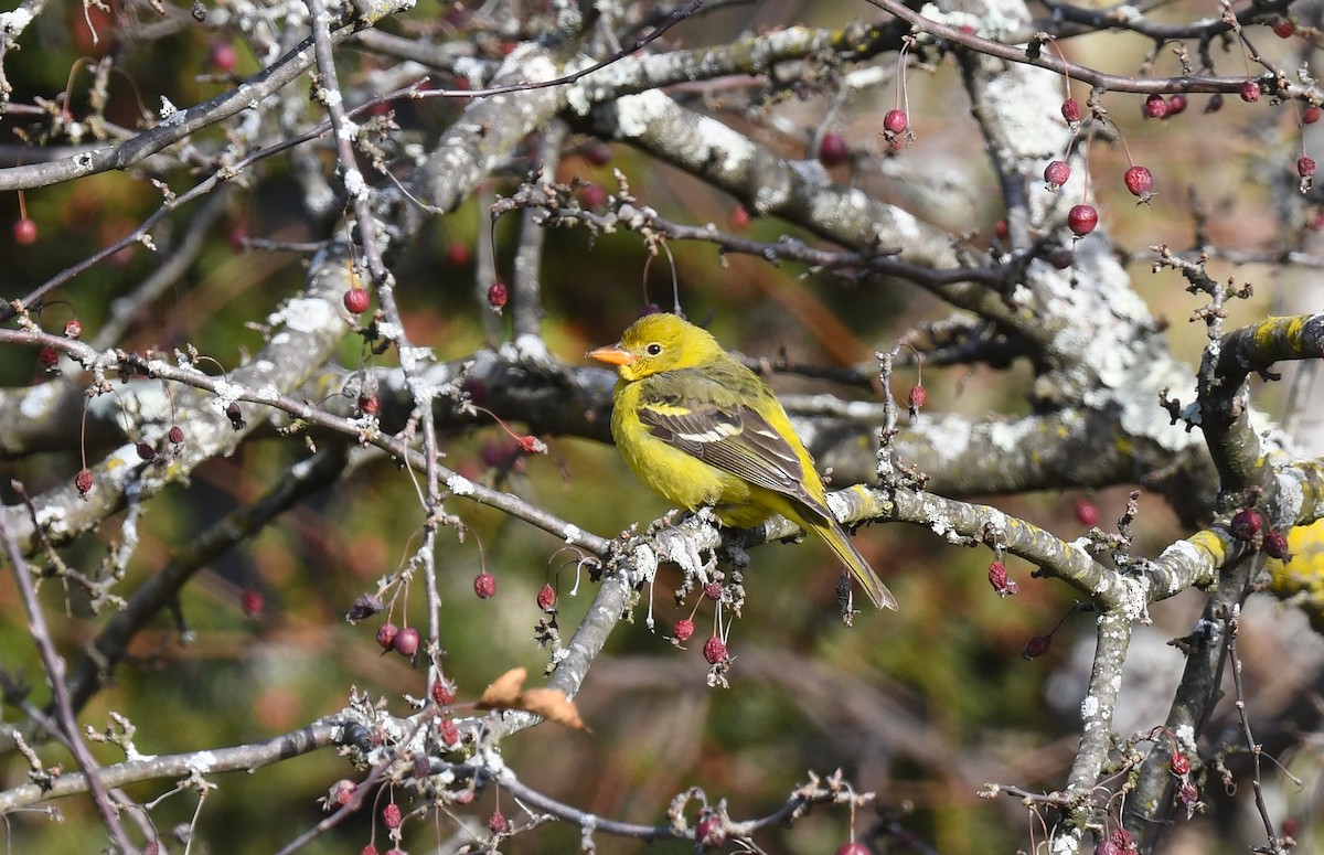 Western Tanager - ML646613113
