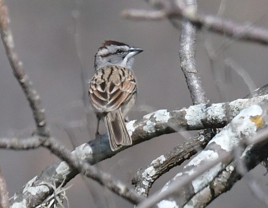 tumbesspurv - ML646613116