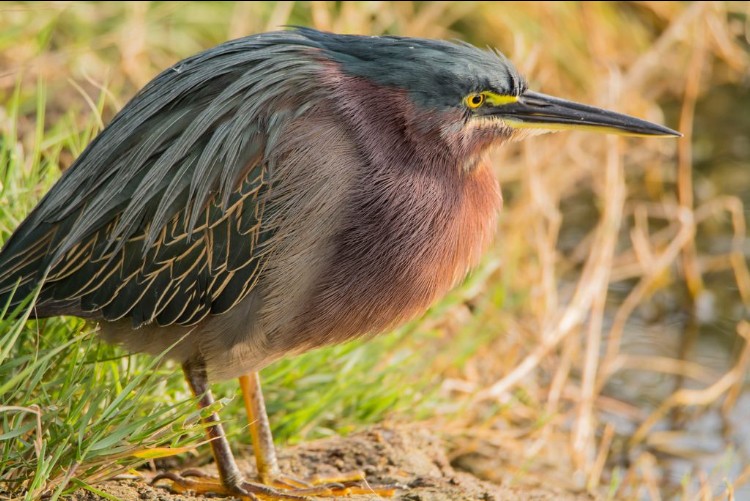 אנפית ירוקה - ML646613119